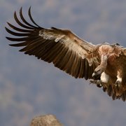 Picture showing an Eagle 