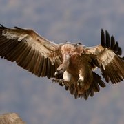 Picture showing an Eagle 